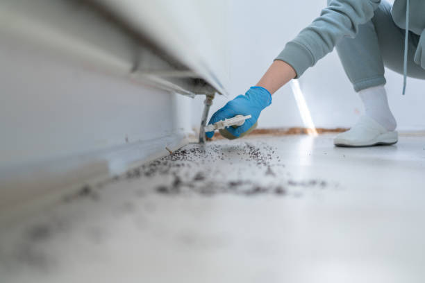 Reliable Mayville, MI Pest Control Solutions